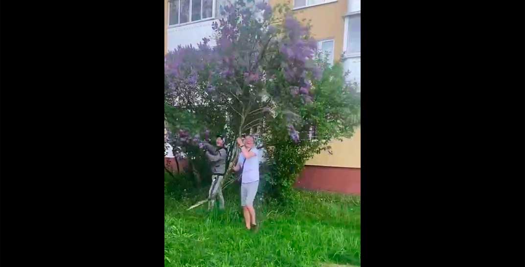 Хотели сделать приятное девчонкам и сорвали «ветку» сирени. Посмотрите на эту ветку