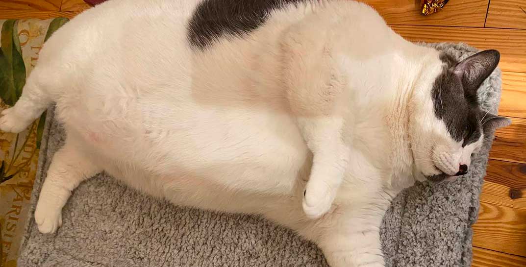 Самого толстого кота в мире посадили на диету. Учитесь — он уже скинул 2 кг  | Могилев.Онлайн — новости Могилева, Беларуси и мира