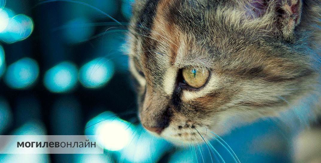 В Минске судили пенсионерку, которая выбросила с балкона кошку. Животное погибло, а как наказали женщину?