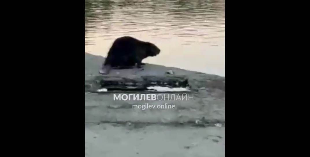 В центре Могилева сегодня гулял бобер