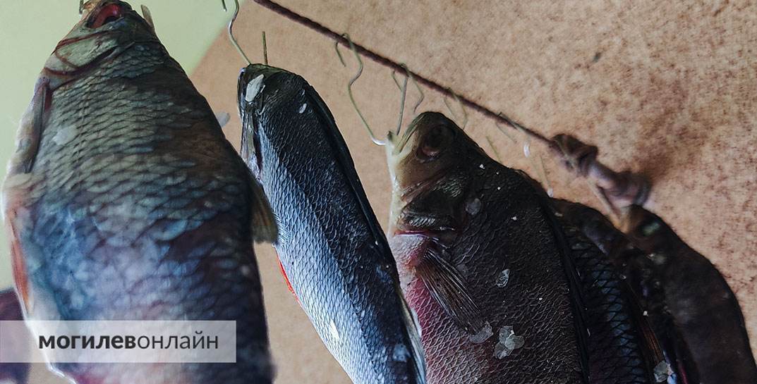 Два брата-рыбака из Бобруйского района заплатят больше 2000 рублей за свой улов