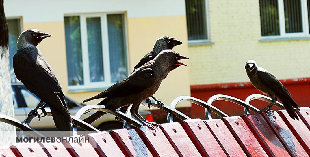 За кормление птиц в Беларуси могут оштрафовать на солидную сумму — до 2220 рублей. В каких случаях?
