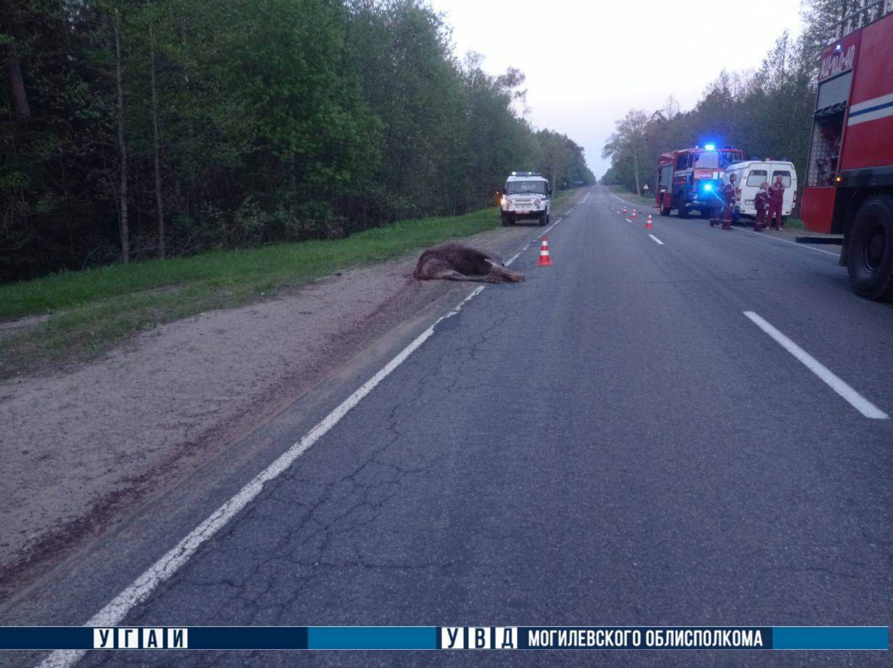 В Славгородском районе лось стал причиной смертельного ДТП