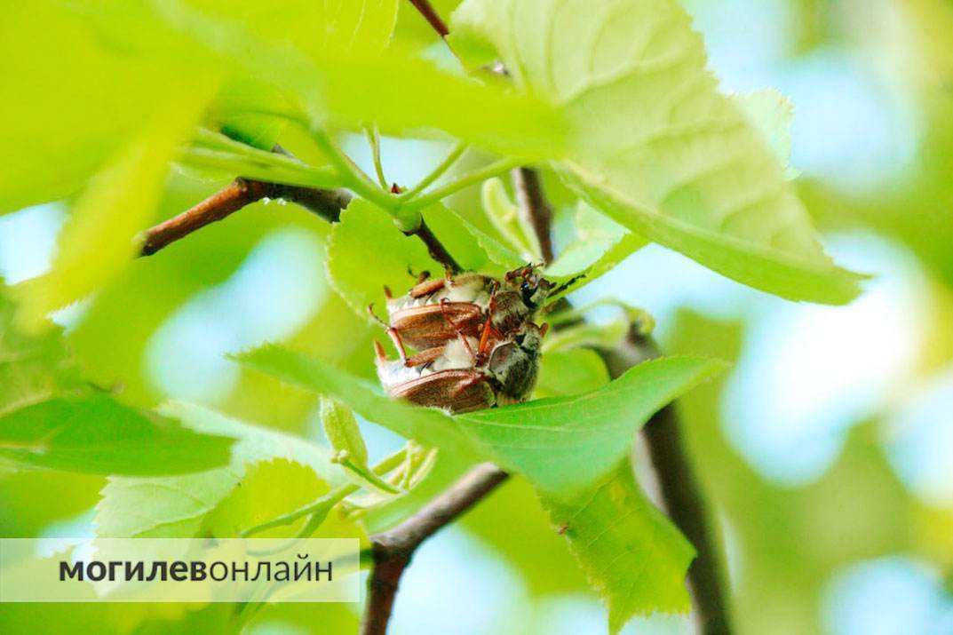 Какой май без майских жуков? Могилевские хрущи во всю резвятся на солнышке