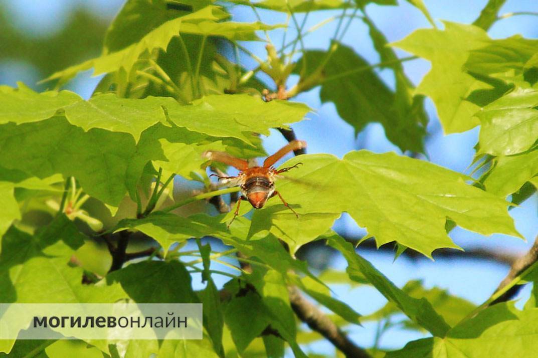 Какой май без майских жуков? Могилевские хрущи во всю резвятся на солнышке