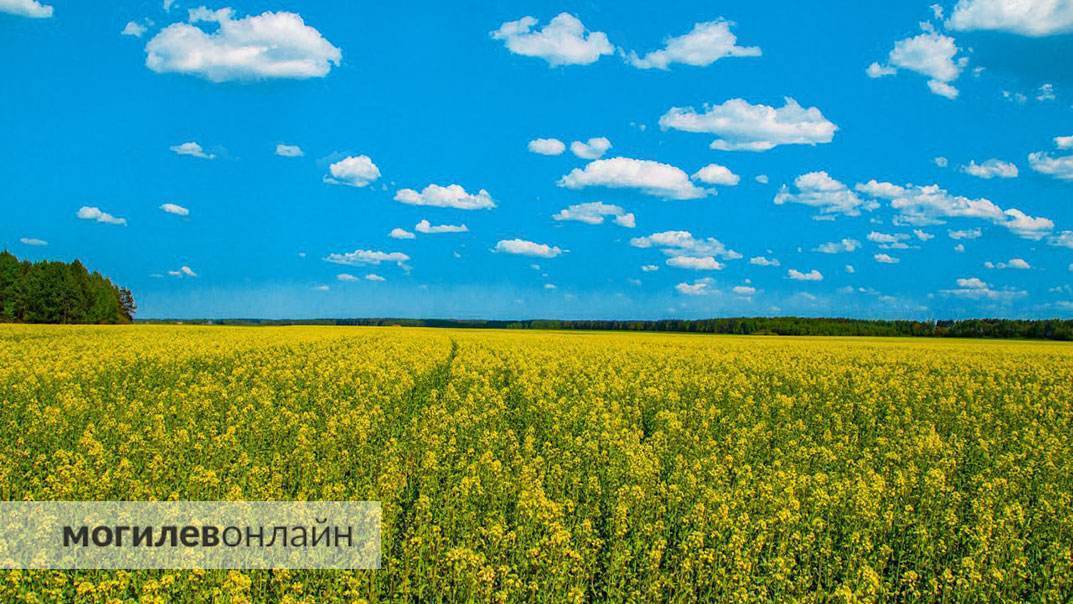 Кто еще не успел сделать фото в рапсе? Посмотрите, какая красота