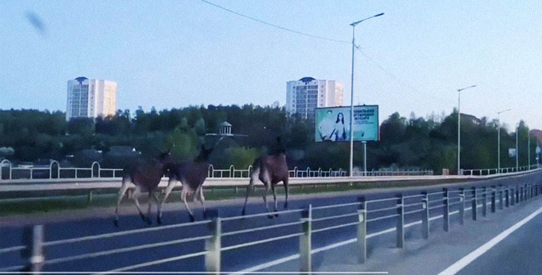 Могилевские лоси выбежали «на пробежку» по мосту на улице Королева — посмотрите на этих лесных красавцев!