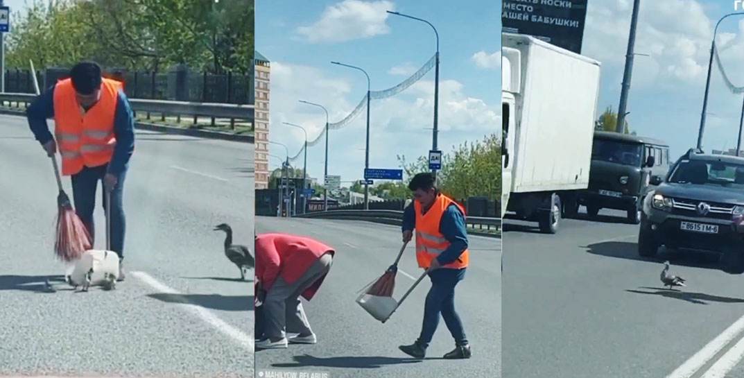Милое видео: семейство уток остановило целую колонну машин в Могилеве