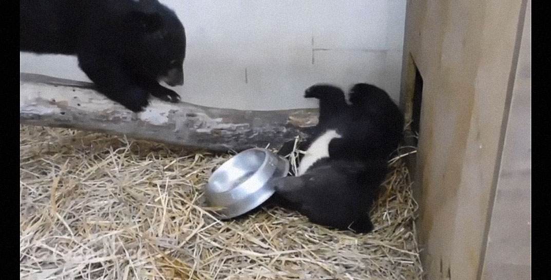 В Гродненском зоопарке появились необычные питомцы — пара гималайских медвежат