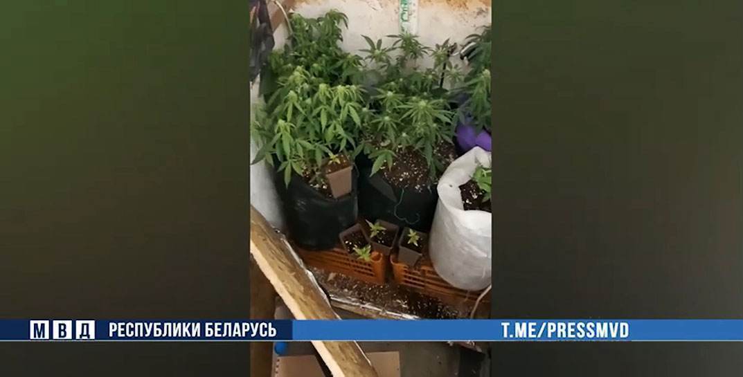 Бобруйчанин организовал «теплицу» с марихуаной у себя дома — его задержали
