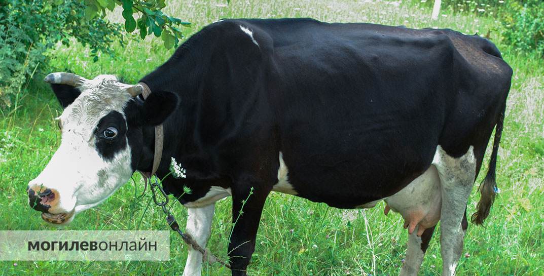 Самую красивую корову выберут в Беларуси: Могилевскую область представят 4 «красавицы»-буренки