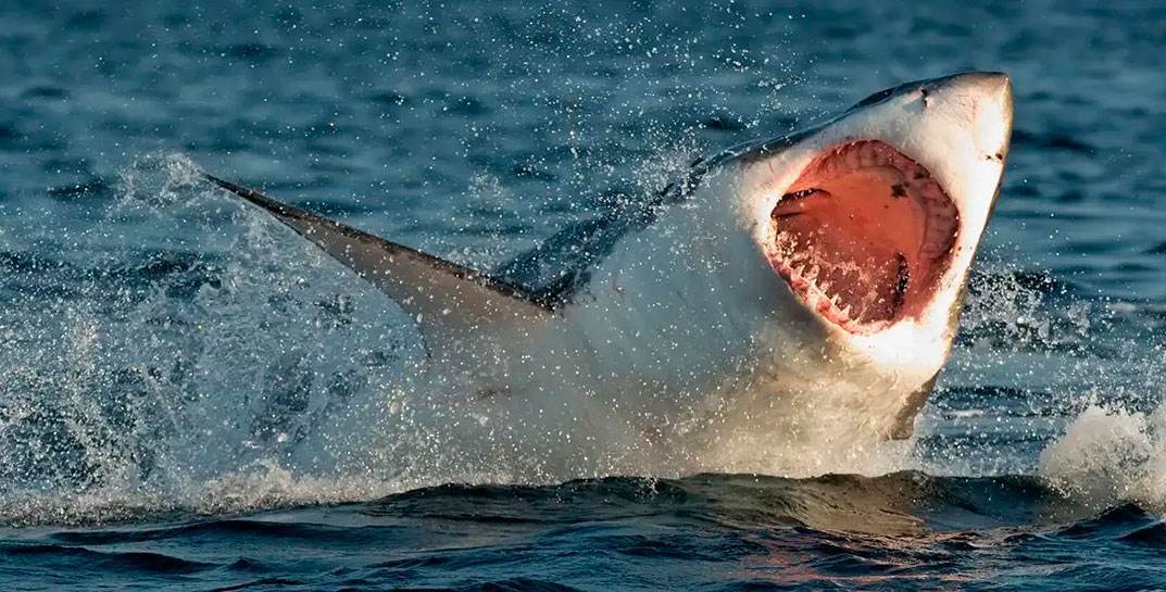Египтяне поймали акулу-убийцу, которая съела 23-летнего парня