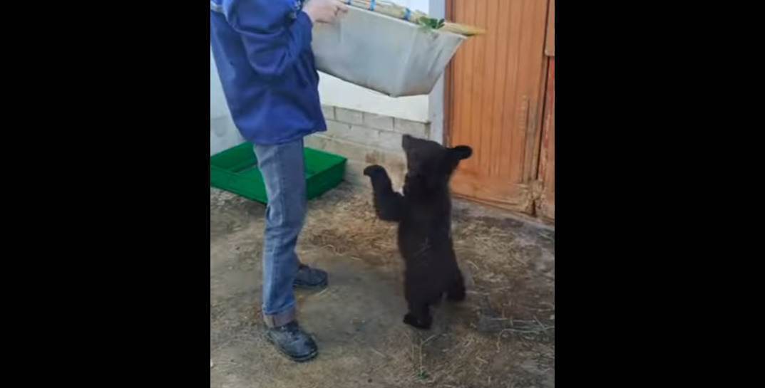 Хотите стать нянькой для медвежат? В Гродненском зоопарке появилась необычная вакансия
