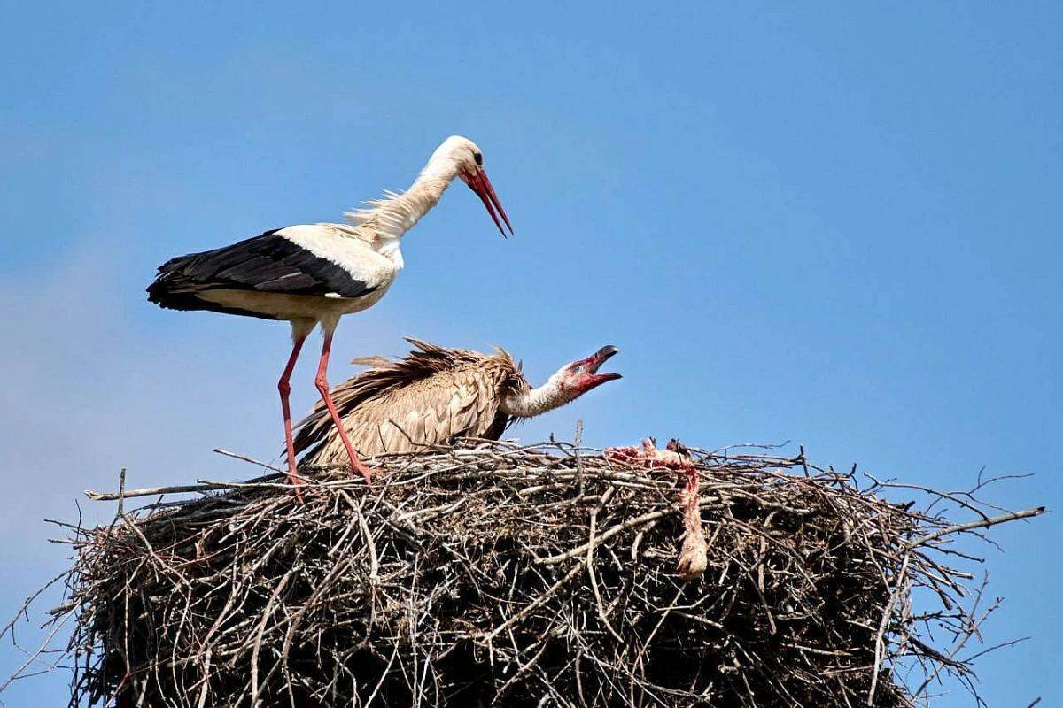 На севере Беларуси заметили грифа, который убивает в гнездах аистят. Но трогать редкую птицу нельзя — за это грозит штраф около $2000