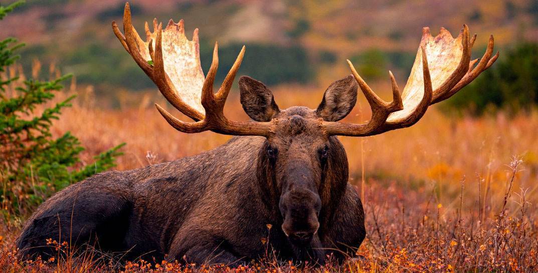 В Кировском районе лось напал на семейную пару и лесников