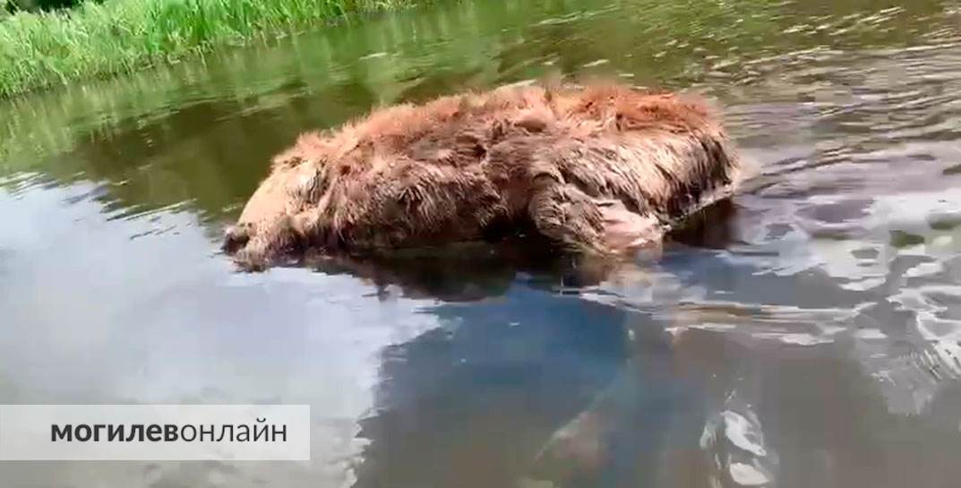 Находка не для слабонервных — тушу мертвого лося обнаружили на реке Проня в Чаусском районе