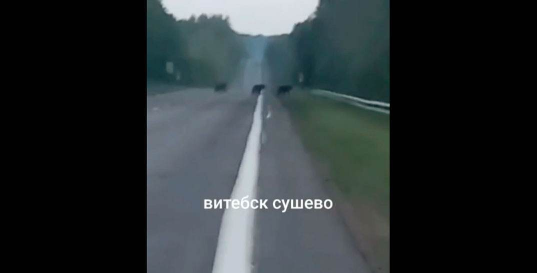 Один медведь на дороге никого уже не удивит! На Витебщине косолапые гуляли по дороге семьей