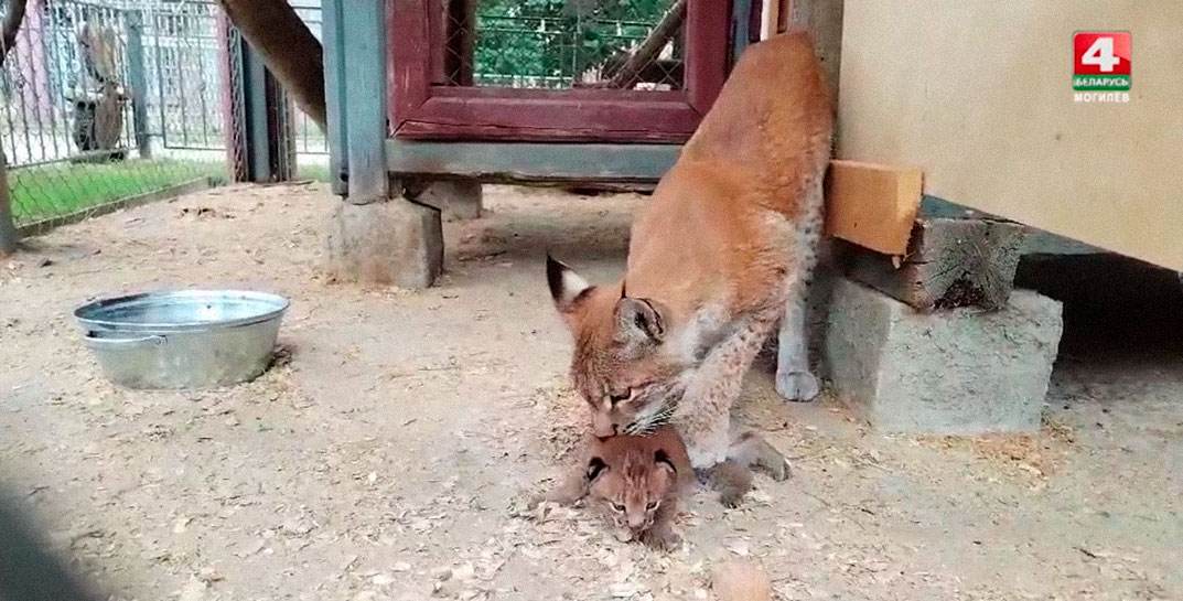 А кто это у нас тут родился? Посмотрите, какой чудесный упитанный рысенок появился на свет в Могилевском зоосаде