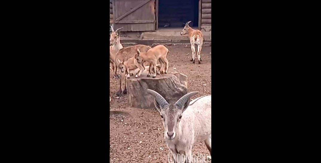 Самая милая новость дня — в Гродненском зоопарке посетители впервые увидели малышей дагестанского тура
