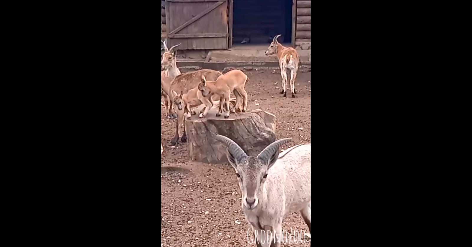 Самая милая новость дня — в Гродненском зоопарке посетители впервые увидели малышей дагестанского тура