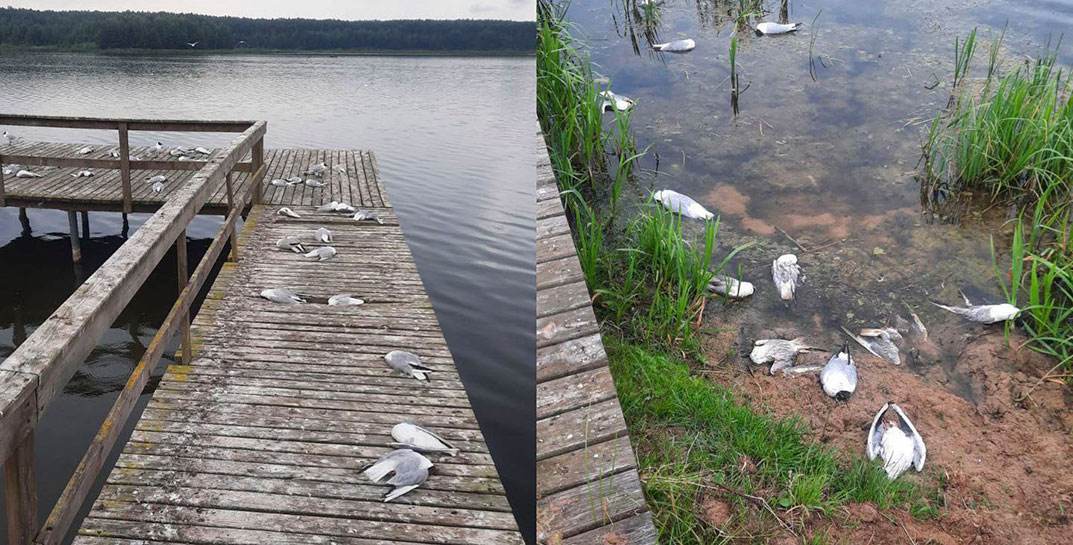 Массовая гибель чаек случилась на водоеме под Ляховичами в Брестской области