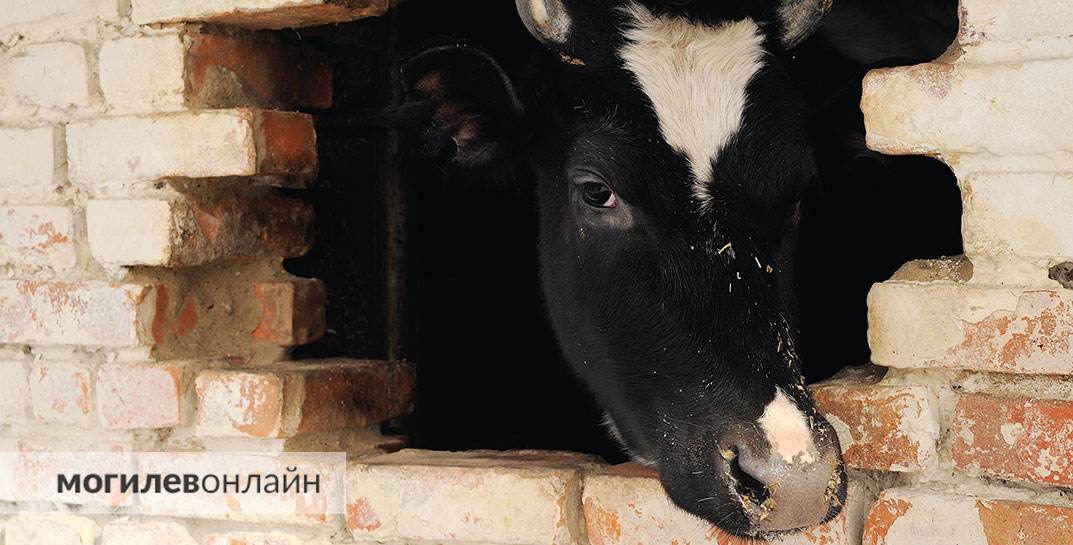 В Кричеве директор агропредприятия продал налево мясо более чем двухсот экстренно забитых коров. Сколько дал суд?
