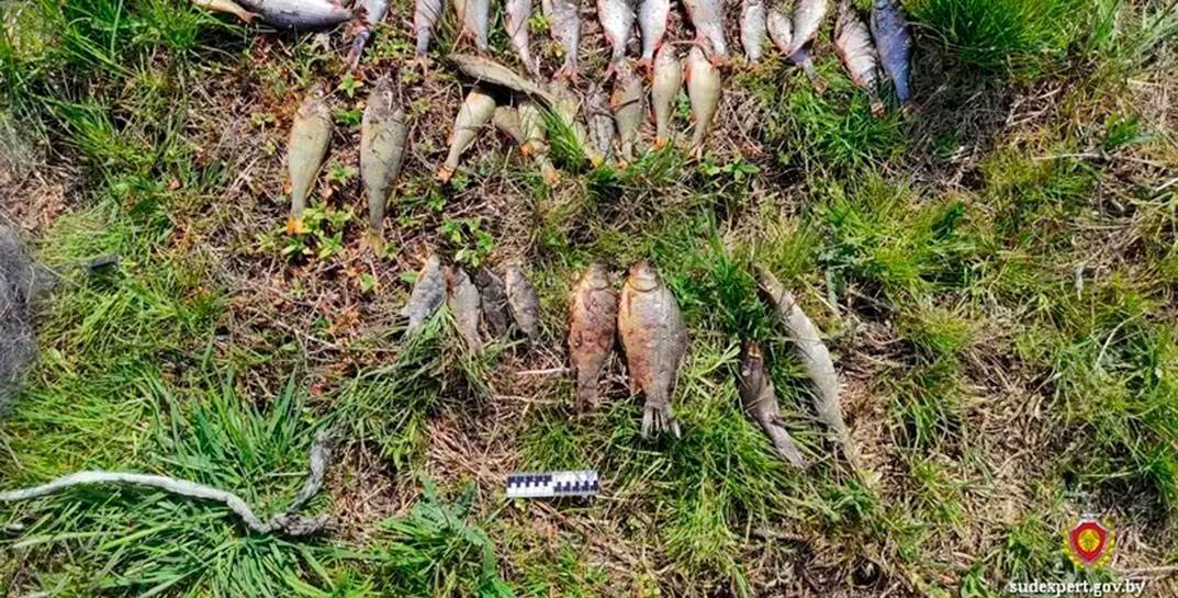 В Кричеве браконьер добывал рыбу сетями, но признаться в этом отказался. Доказали его вину судебные эксперты