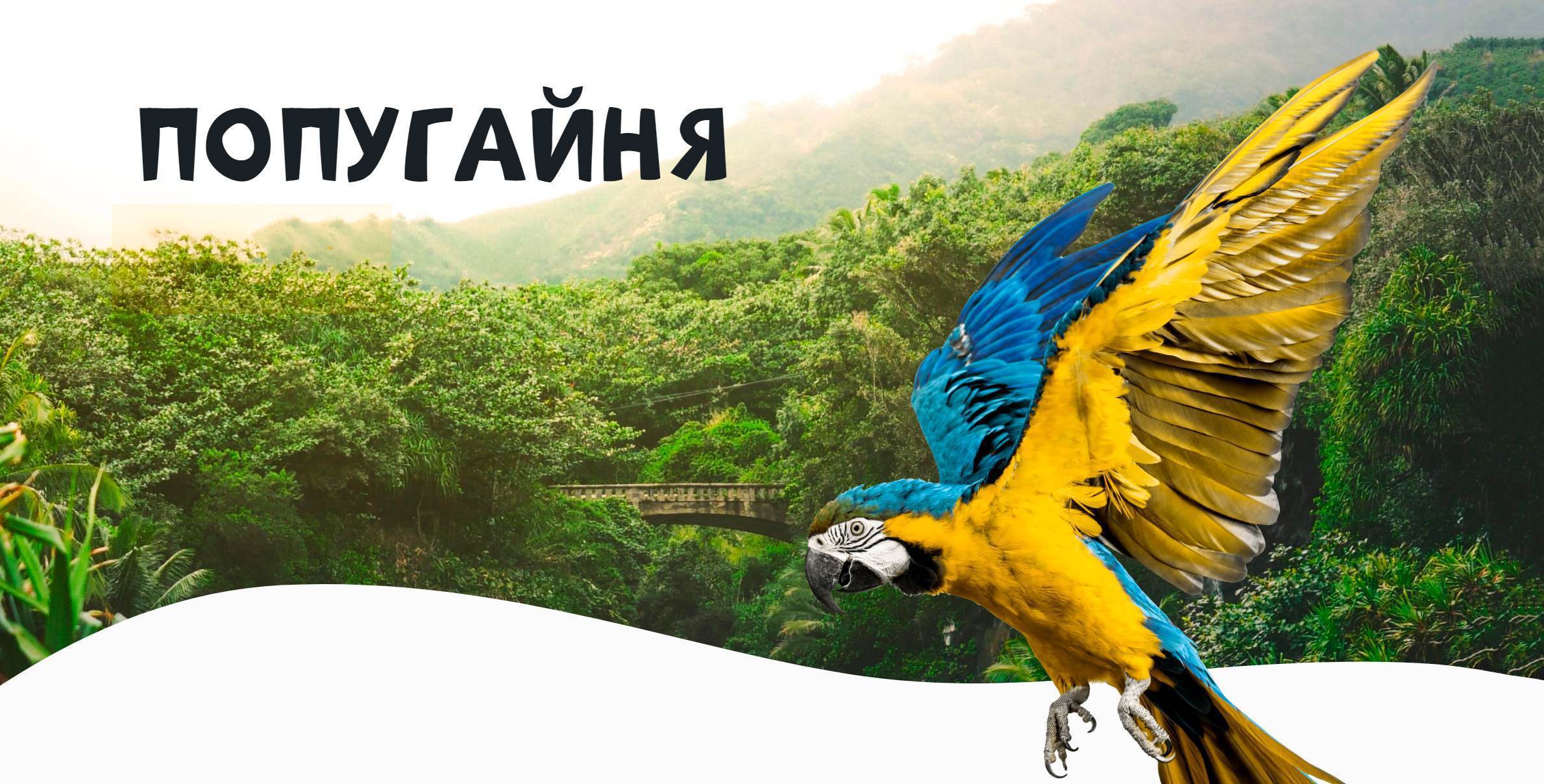 ПОПУГАЙНЯ — дом ручных попугаев. Единственное место, где 200 попугаев живут без клеток и радостно общаются с людьми теперь и в Могилеве