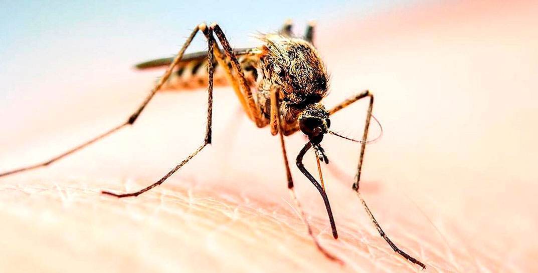 Генетики вывели комара, который нравится самкам и не болеет малярией