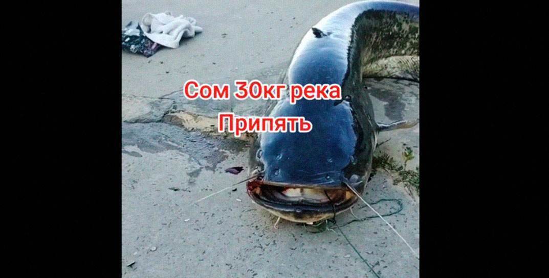 Белорусский 30-килограммовый сом покорил TikTok и стал очередной фобией для любителей искупаться в реке. Посмотрите на этого монстра