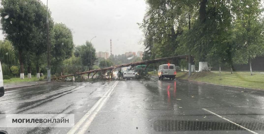 В Могилеве дерево упало на автомобиль
