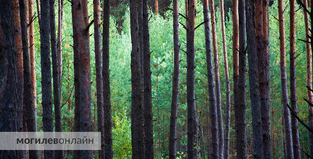В Беларуси сняты все запреты на посещение лесов