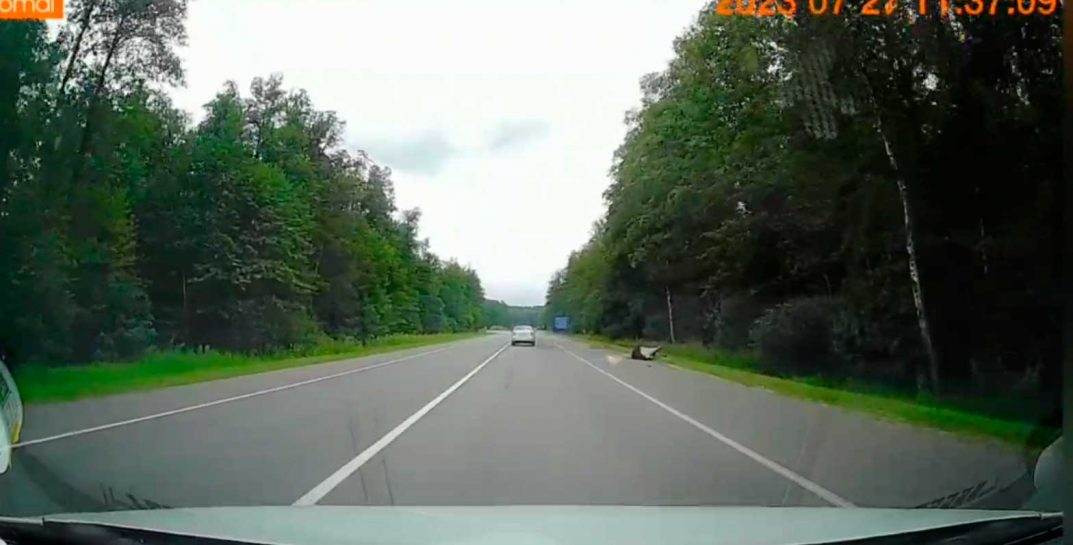 Под Могилевом не доезжая Любужа сбили лося