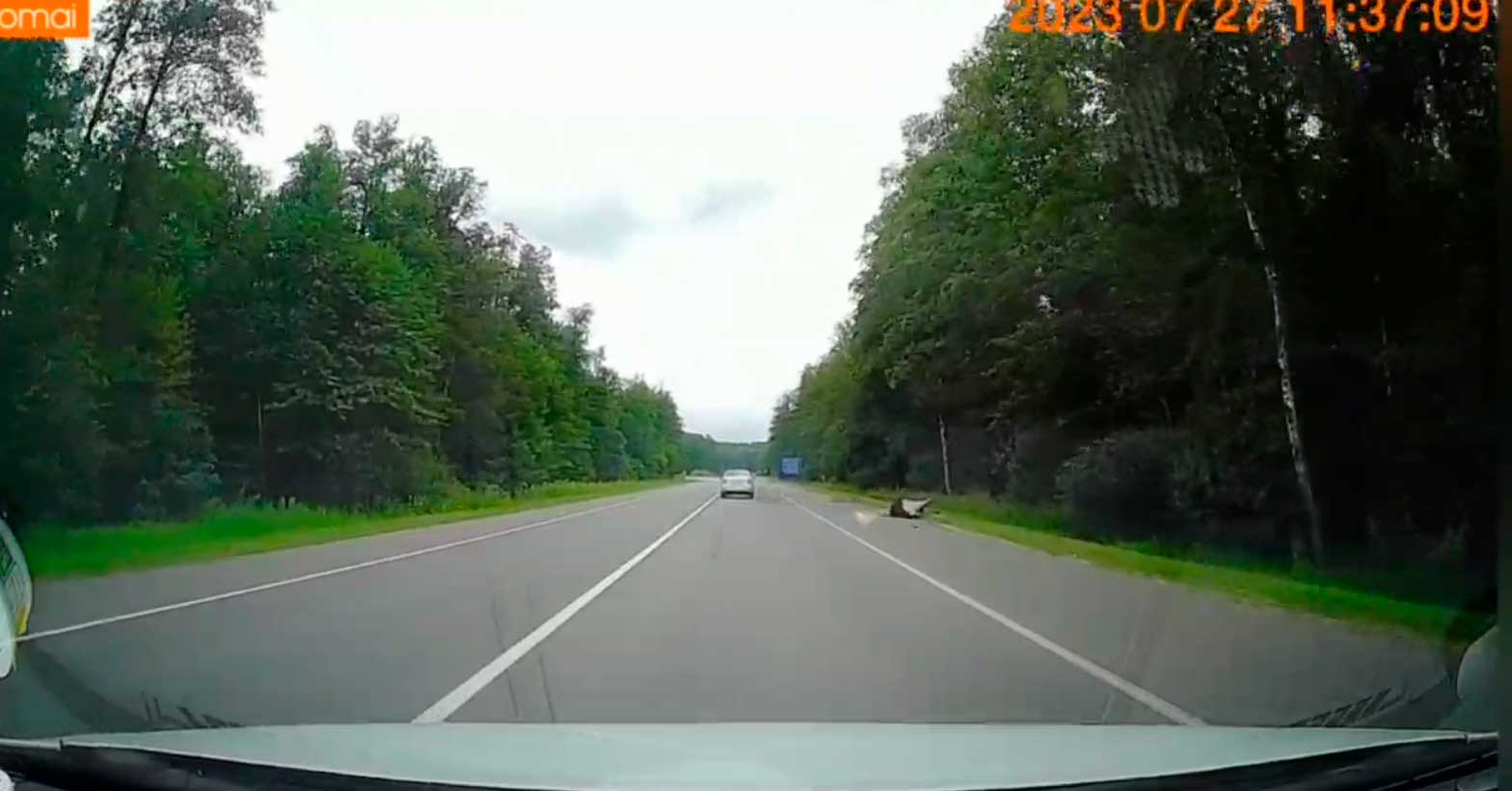 Под Могилевом не доезжая Любужа сбили лося