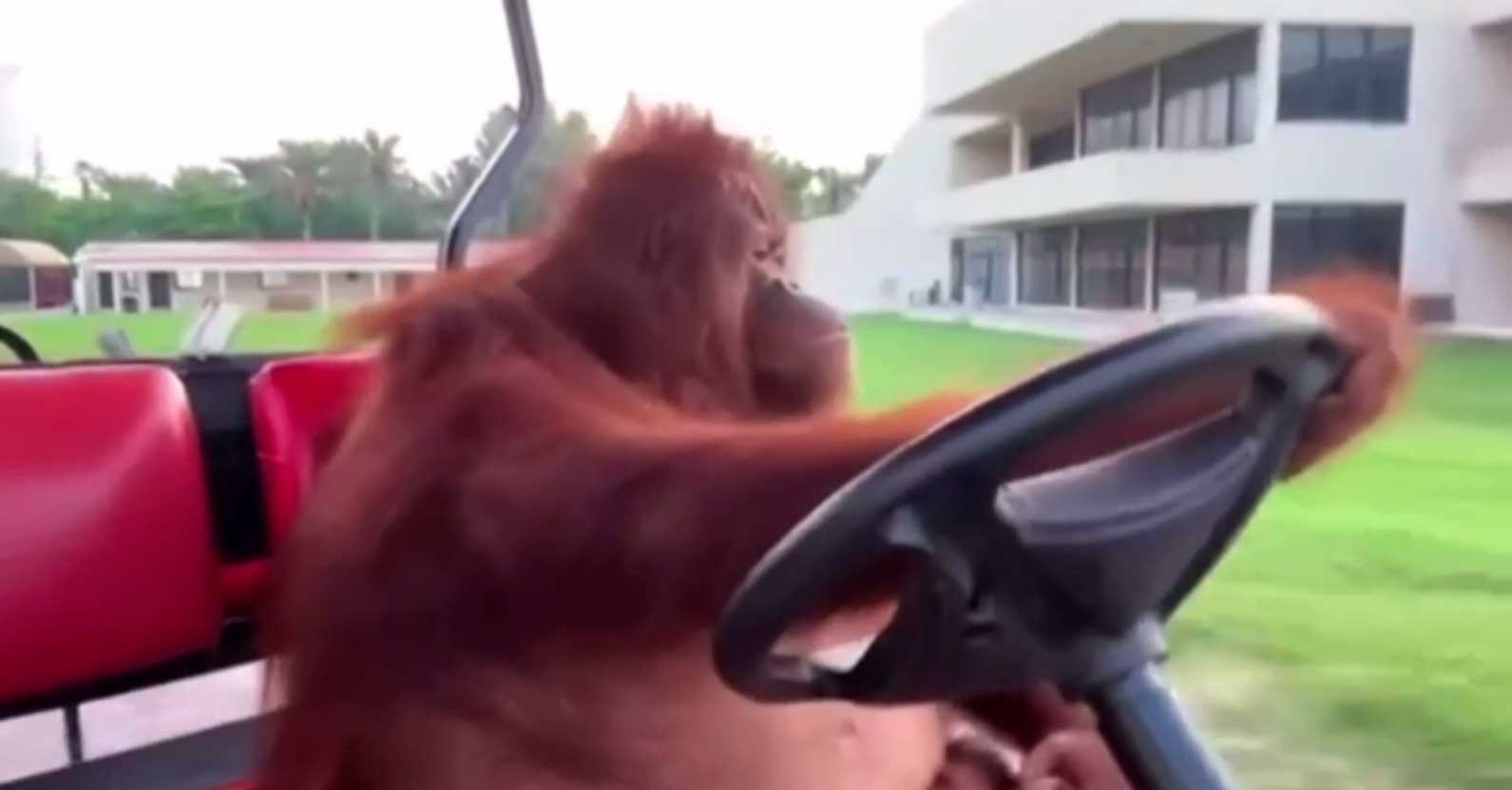 Орангутана научили управлять гольф-каром. Посмотрите, как деловито и мастерски он это делает
