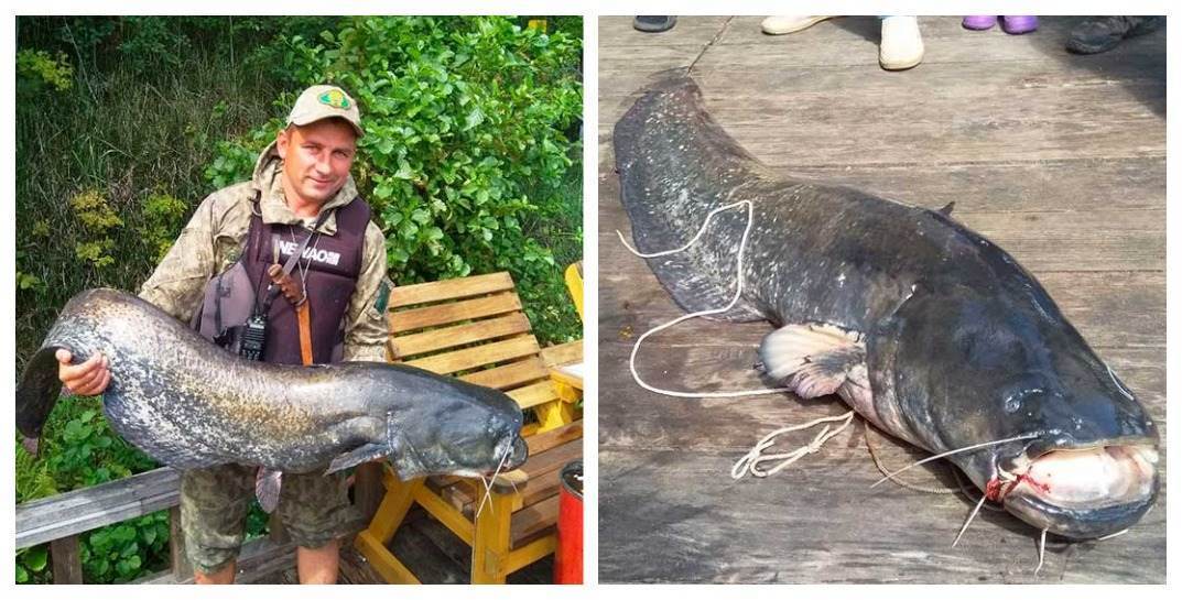 На «Большой бард-рыбалке» поймали сома весом 28 килограммов