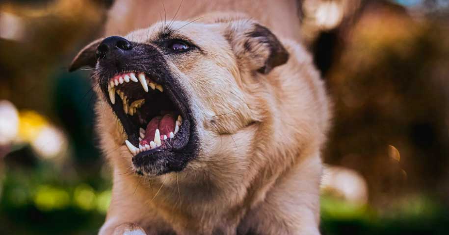 Собака загрызла пенсионера в Мстиславском районе