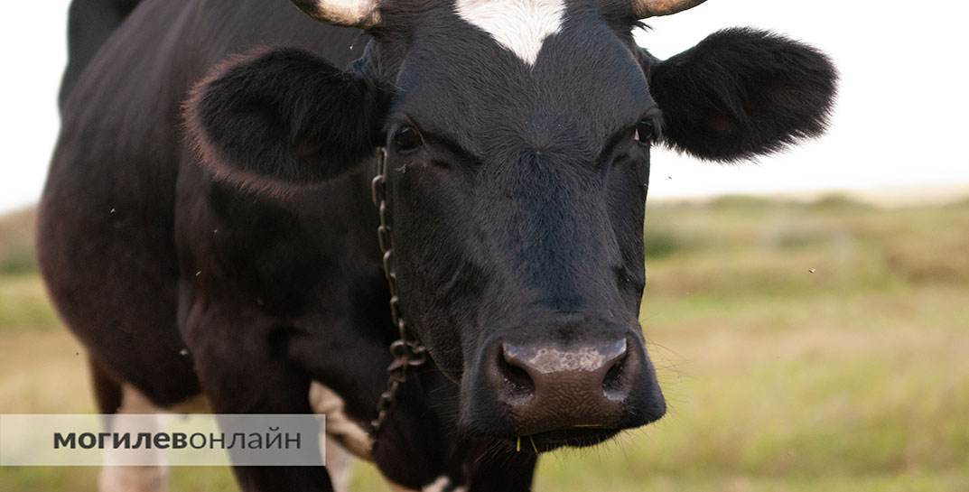 В Оршанском районе бык напал на животновода. Мужчина погиб