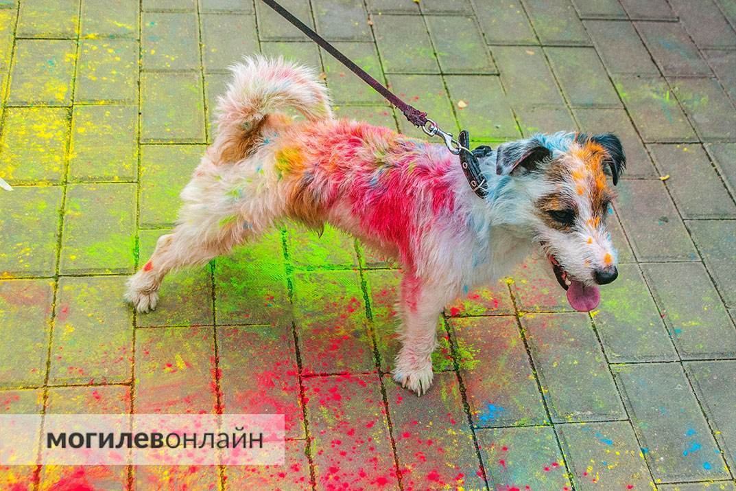 Фотогалерея улыбок и хорошего настроения — смотрите на каком позитиве прошел фестиваль красок в Могилеве