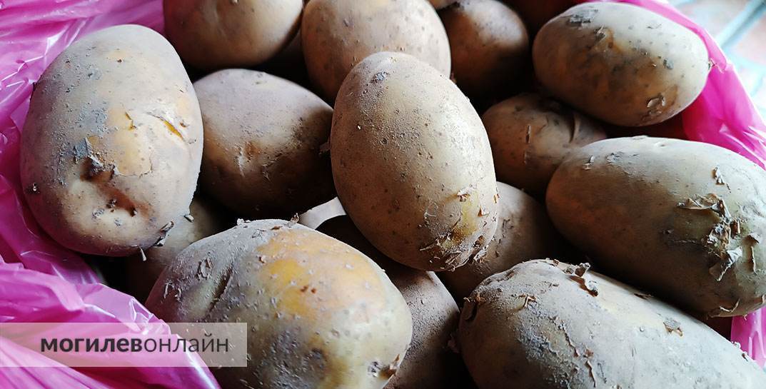 Прогноз, но не погоды — Белгидромет рассказал про урожай белорусской картошки в 2023 году