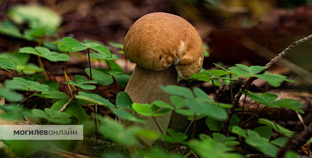 Превышение показателей опасного цезия-137 обнаружено в грибах и ягодах в 4 районах Могилевской области