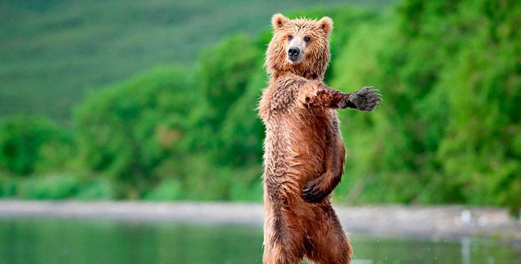 Бурого медведя предлагают исключить из Красной книги Беларуси