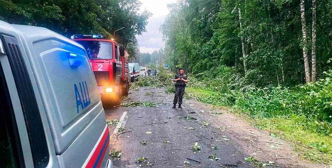 Во время непогоды под Минском на девушку упало дерево — она погибла