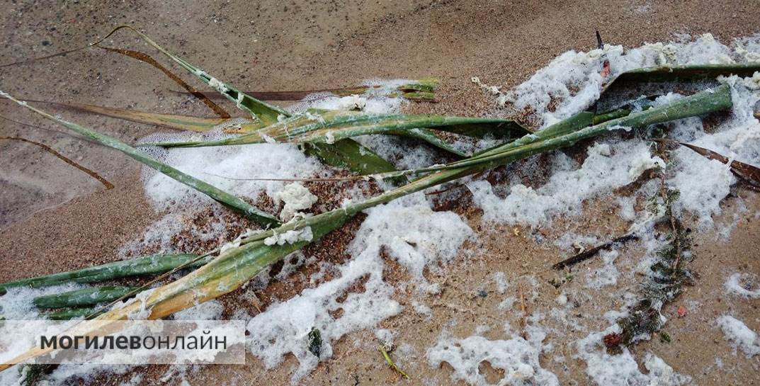 Фотофакт: на берегу Святого озера появилась бело-серая пена неизвестного происхождения