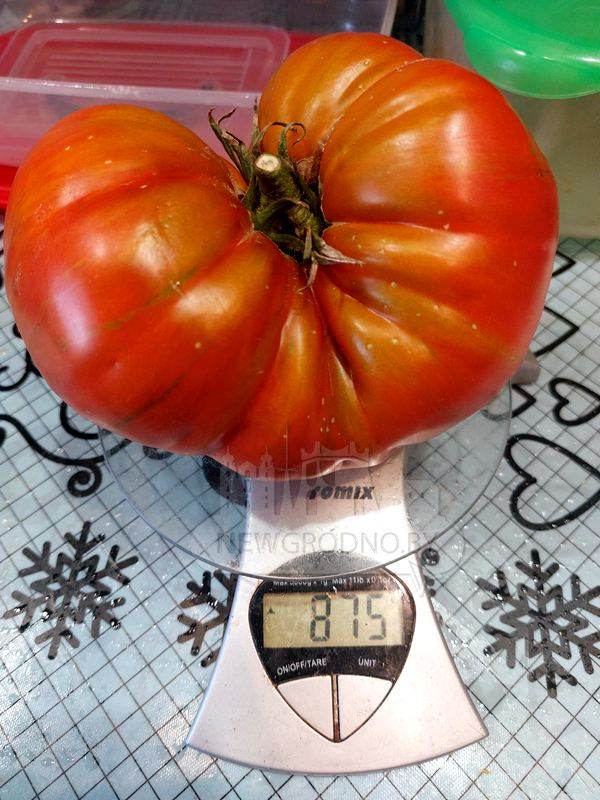 Почти килограммовые помидоры вырастила хозяйка из Гродно. Как ей это удалось?