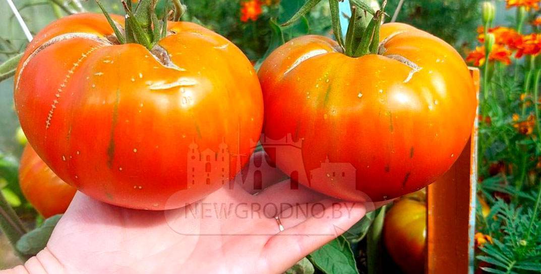Почти килограммовые помидоры вырастила хозяйка из Гродно. Как ей это удалось?