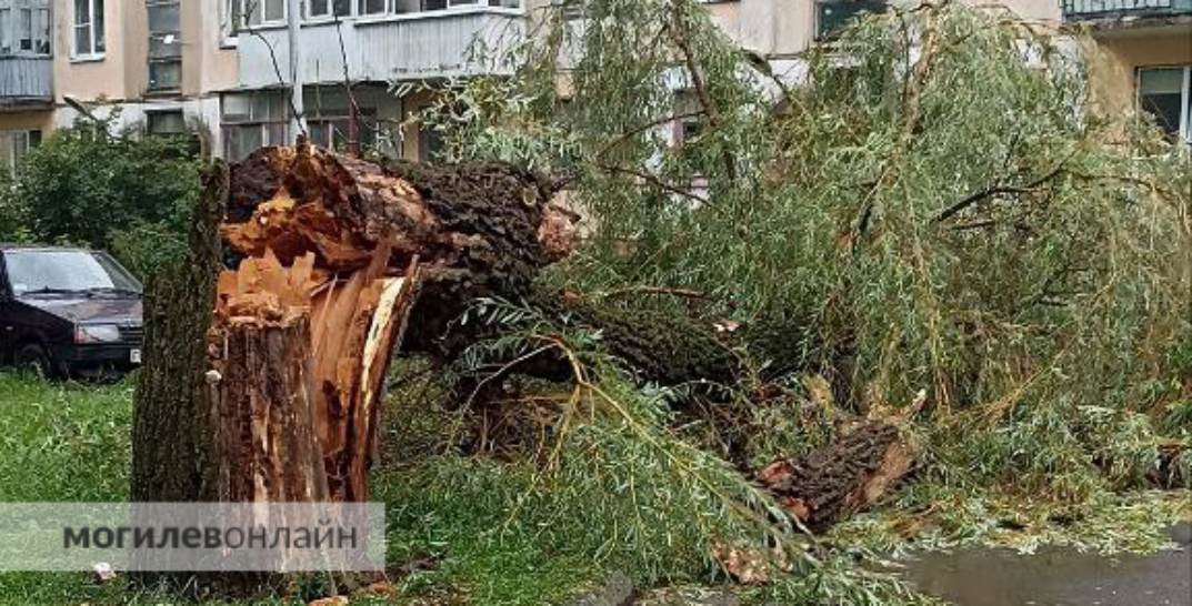 Последствия непогоды: в Могилеве дерево рухнуло во дворе пятиэтажки
