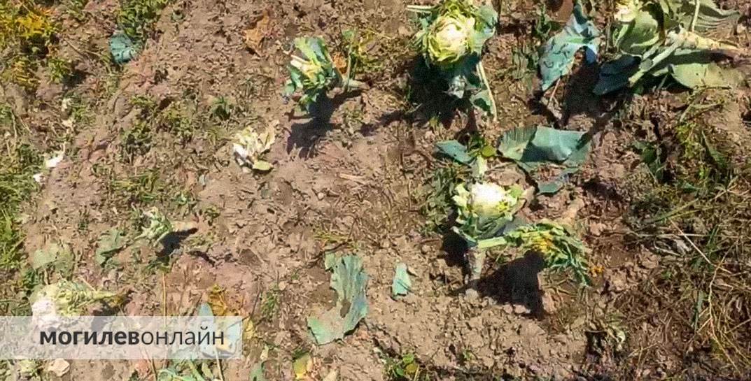 «Лишили многодетную семью урожая на целый год». Буренки местного «Агросервиса» съели урожай сельчан в Белыничском районе