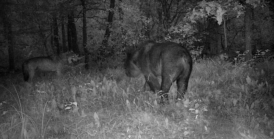 Ночью в Налибокской пуще кипят нешуточные страсти — посмотрите, как волки защищают своих малышей от медведя. И успешно