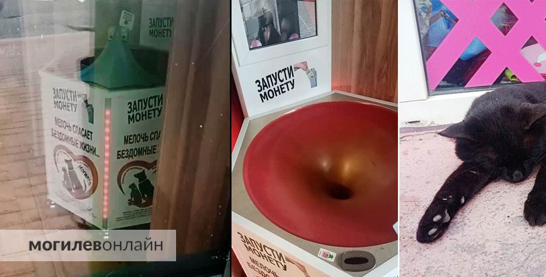 Не знаете, как избавится от мелочи? В Могилеве появился отличный вариант — «Запусти монету» в помощь бездомным хвостикам